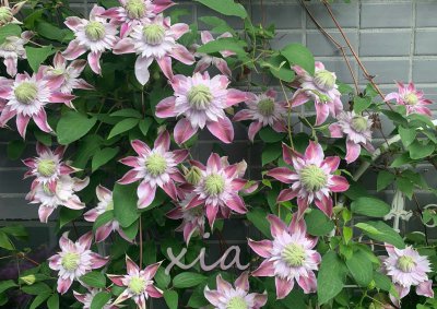 铁线莲约瑟芬优缺点 二类铁约瑟芬耐寒 修剪好一年开几次花