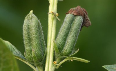 芝麻怎么种才能出好苗 芝麻播种出苗率高的5大注意要点