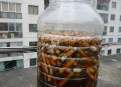 烟灰可以养文竹吗 具体养护方法