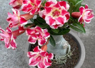 沙漠玫瑰在室外能过冬吗 三伏天养护沙漠玫瑰最怕什么