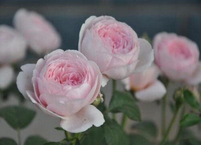 月季没根能活吗 月季有叶无根能否栽活