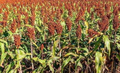 茅台酒属于什么香型的酒 茅台酒是浓香型还是酱香型白酒