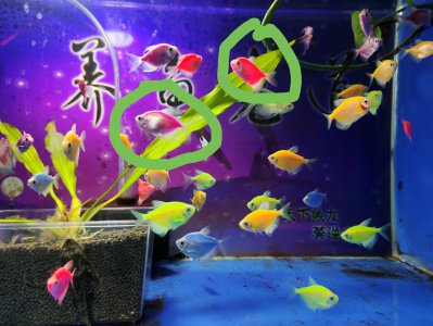 天使鱼怎么繁殖 天使鱼怀孕后有什么明显的特点吗