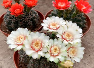 春季绯花玉仙人球如何养护 延长花期花朵更艳丽