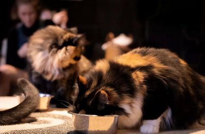 什么牌子的猫粮性价比高还安全又好吃 猫粮哪个牌子质量好