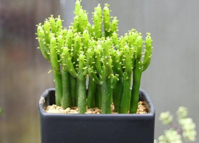 光棍树开花时间 光棍树怎么养才开花