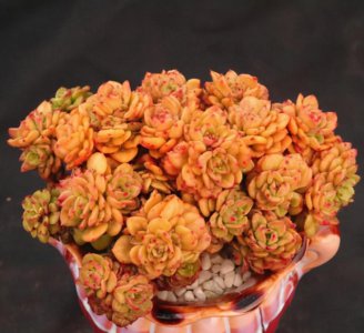 蜡牡丹多肉好养吗 好看的蜡牡丹养殖方法和注意事项