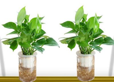 热带植物品种大全 热带植物大全 名称