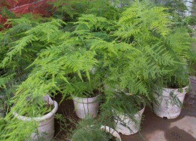 文竹可以用营养土种吗 文竹营养土壤的配制作方法