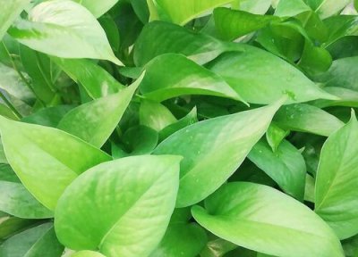 怎样防止绿萝叶子发黄 绿萝怎么养殖防治叶片发黄