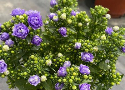 丹麦风铃草一年开几次花 花期有多长时间