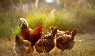 属鸡在2023年运势 属鸡2023年运势和财运怎么样