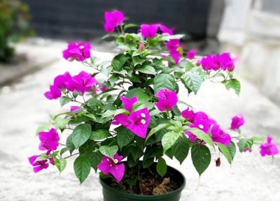 珠海的市花是什么花 勒杜鹃的象征意义