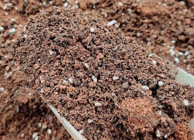 养沙漠玫瑰的土怎么配 怎么给沙漠玫瑰配土后期长势猛