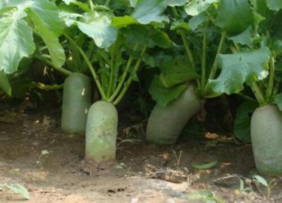 萝卜间苗一窝留几棵 种植萝卜苗多大可以间苗