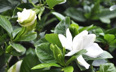 栀子花扦插时间 栀子花扦插生根最快方法