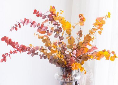 尤加利叶子干枯掉落原因 尤加利叶子干枯怎么回事