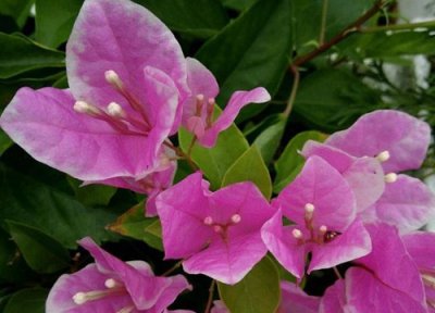 三角梅花开的不艳怎么办? 三角梅花朵不够艳该怎么进行养护