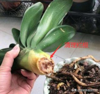 君子兰总烂根是怎么回事 三招轻松解决君子兰烂根严重