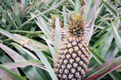 凤梨品种名称及图片 凤梨品种及图片大全