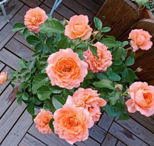 月季黑杆怎么回事 家中养的月季花养着养着就黑杆什么原因