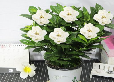 栀子花品种有哪些 栀子花有几个品种?