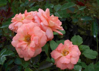 丰花月季是藤本还是灌木 丰花月季属于藤本还是灌木