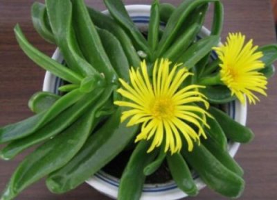 佛手托金养殖方法 佛手托金多肉的养殖方法