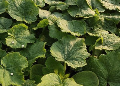 南瓜如何栽培和管理才能高产 南瓜的种植方法与栽培技术