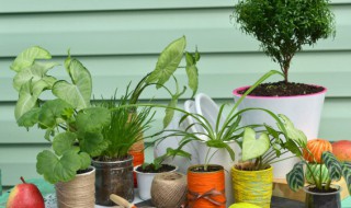 在孩子床头放什么植物 儿童卧室适合放什么植物