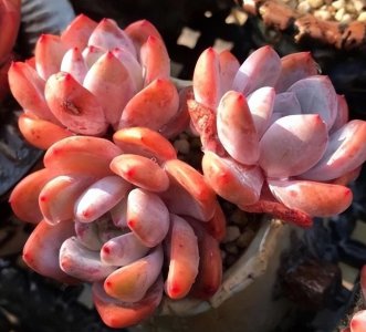 橙梦露多肉家养方法和注意事项 新手养多肉橙梦露的小技巧