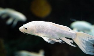 东北冬天小鱼怎么养护 东北冬天小鱼应该如何养护