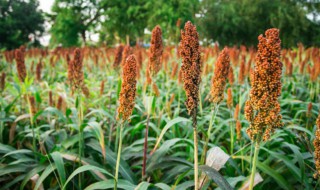 散酒种植方法及注意事项 高粱酒的种植方法