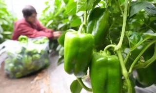 青椒适合什么季节播种 青椒适合哪个季节播种
