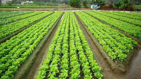 耕地地力保护补贴是什么意思