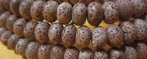 菩提怎么分辨真假好坏