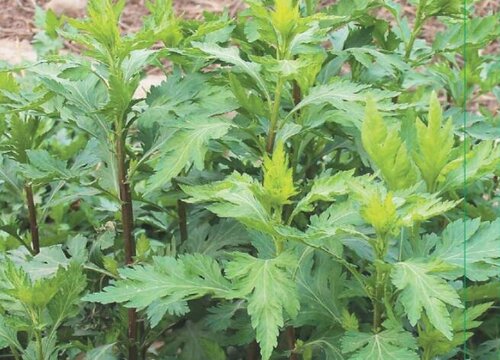 菊花脑种植时间和方法