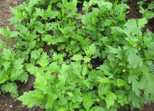 菊花脑种植时间和方法