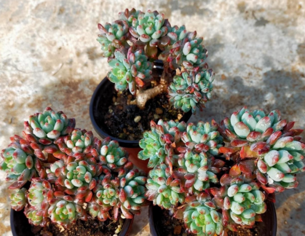 蓝苹果多肉怎么养爆盆好看