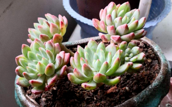 蓝苹果多肉怎么养爆盆好看