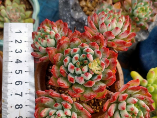 蓝苹果多肉怎么养爆盆好看