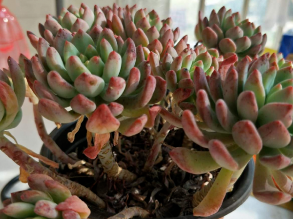 蓝苹果多肉怎么养爆盆好看