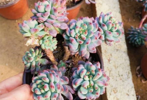 蓝苹果多肉怎么养爆盆好看