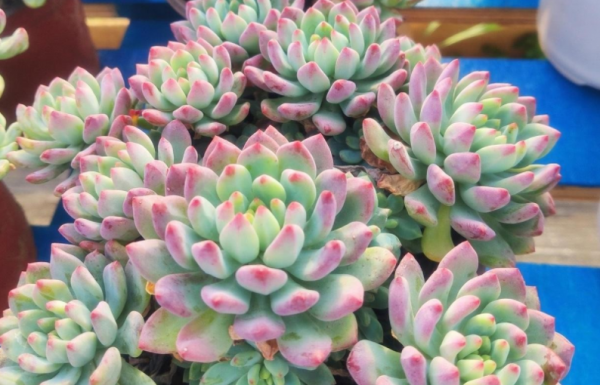 蓝苹果多肉怎么养爆盆好看