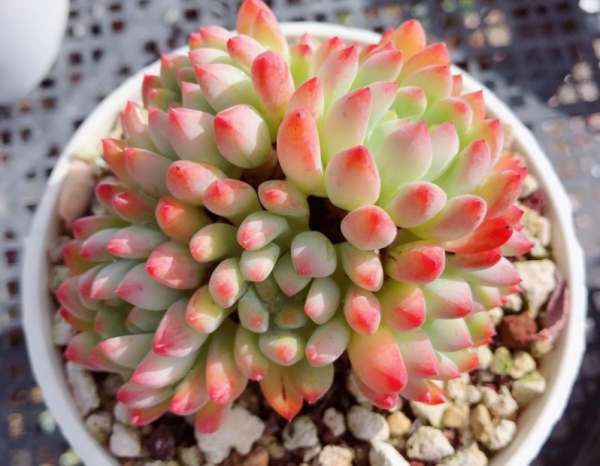 蓝苹果多肉怎么养爆盆好看