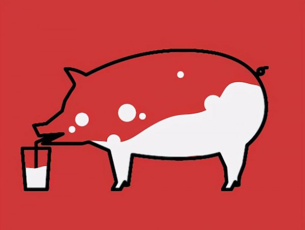 猪奶为什么没人喝