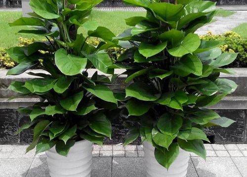 大叶绿萝扦插快速生根方法