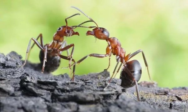 白蚁和蚂蚁的区别