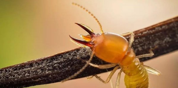 白蚁和蚂蚁的区别