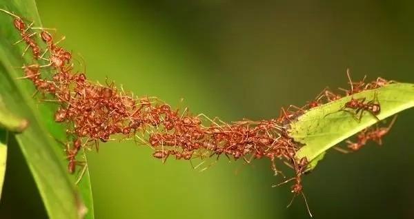 白蚁和蚂蚁的区别